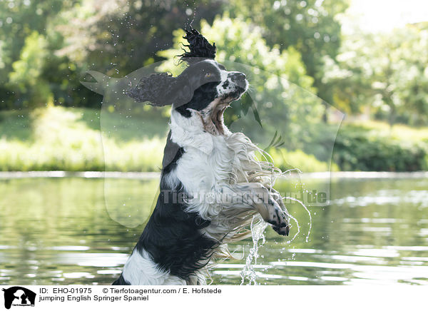jumping English Springer Spaniel / EHO-01975