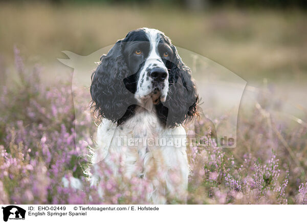 English Springer Spaniel / English Springer Spaniel / EHO-02449