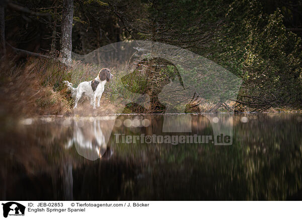 English Springer Spaniel / English Springer Spaniel / JEB-02853