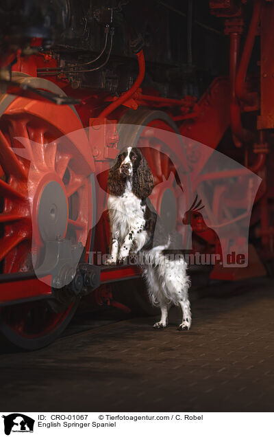English Springer Spaniel / CRO-01067