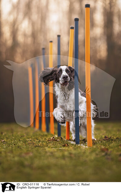 English Springer Spaniel / English Springer Spaniel / CRO-01116