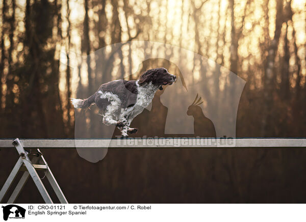 English Springer Spaniel / English Springer Spaniel / CRO-01121