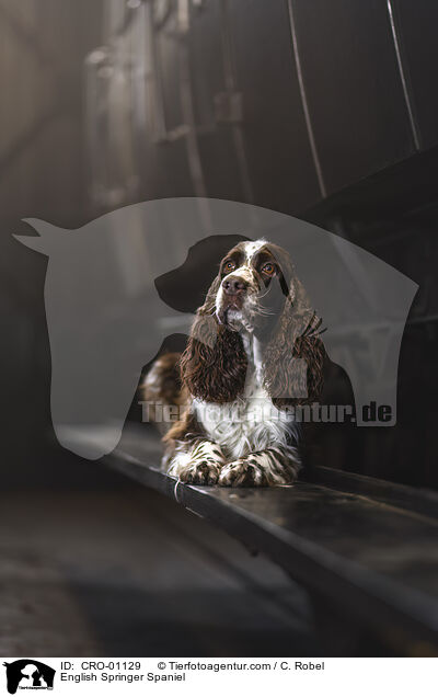 English Springer Spaniel / English Springer Spaniel / CRO-01129