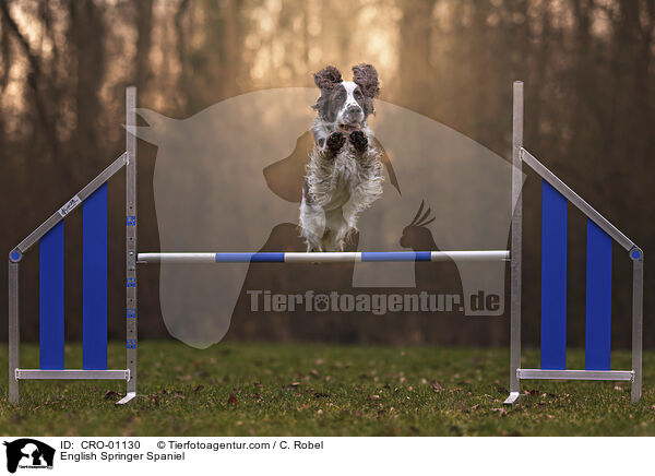 English Springer Spaniel / English Springer Spaniel / CRO-01130