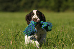 English Springer Spaniel puppy
