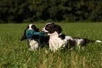 English Springer Spaniel puppy