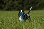 English Springer Spaniel puppy