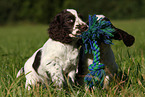 English Springer Spaniel puppy