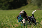 English Springer Spaniel puppy