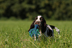 English Springer Spaniel puppy