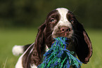 English Springer Spaniel puppy