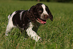 English Springer Spaniel puppy