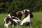 English Springer Spaniel puppy