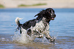 running English Springer Spaniel
