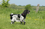 walking English Springer Spaniel