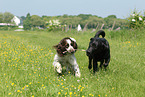 2 dogs