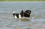 2 dogs