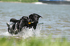 2 dogs