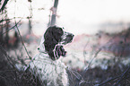 English Springer Spaniel Portrait