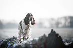 English Springer Spaniel