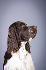 English Springer Spaniel Portrait