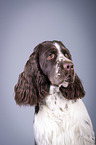 English Springer Spaniel Portrait