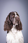 English Springer Spaniel Portrait