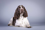 lying English Springer Spaniel