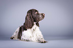 lying English Springer Spaniel