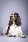 lying English Springer Spaniel