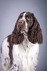 English Springer Spaniel Portrait