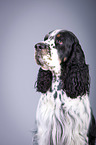English Springer Spaniel Portrait