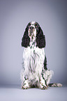 sitting English Springer Spaniel