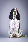 sitting English Springer Spaniel