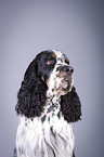 English Springer Spaniel Portrait