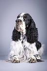 lying English Springer Spaniel