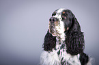English Springer Spaniel Portrait