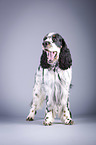 standing English Springer Spaniel