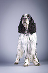 standing English Springer Spaniel