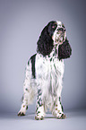 standing English Springer Spaniel