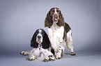 two English Springer Spaniels