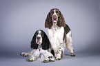 two English Springer Spaniels