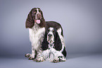 two English Springer Spaniels