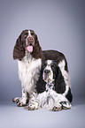 two English Springer Spaniels