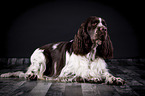 lying English Springer Spaniel