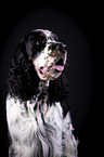 English Springer Spaniel Portrait