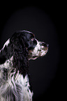 English Springer Spaniel Portrait