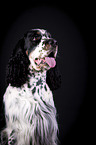 English Springer Spaniel Portrait
