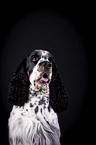 English Springer Spaniel Portrait