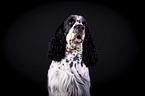English Springer Spaniel Portrait